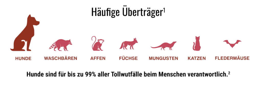 Bis zu 99% aller Fälle von Tollwut beim Menschen werden von Hunden übertragen.