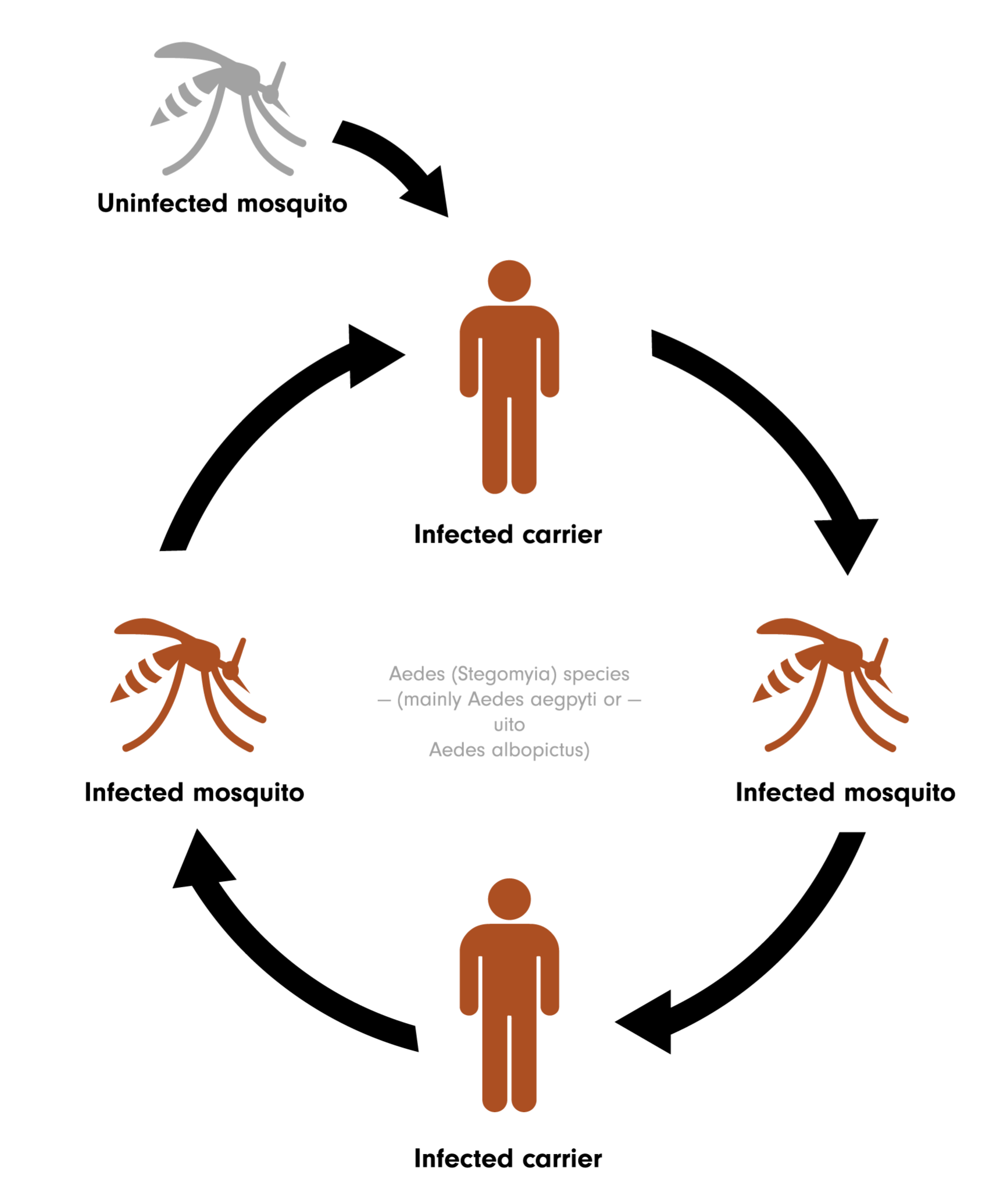 Aedes aegypti and Aedes albopictus chikungunya mosquito infection cycle